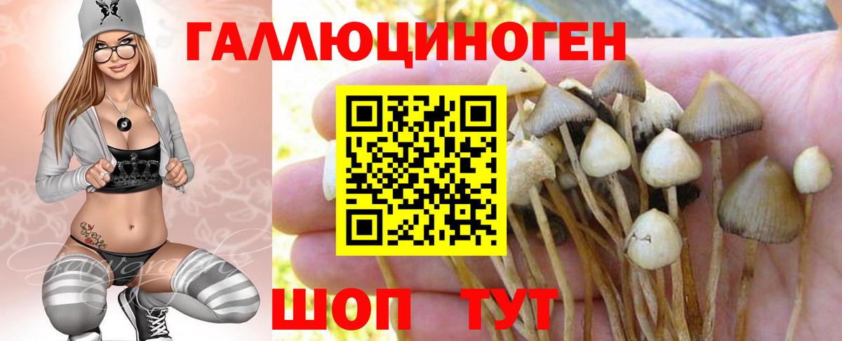 Белореченск  Псилоцибиновые грибы Psilocybe  Вход с VPN  Псилоцибиновые грибы Psilocybe 